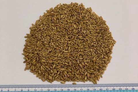 New Product: Oats produced in Australia